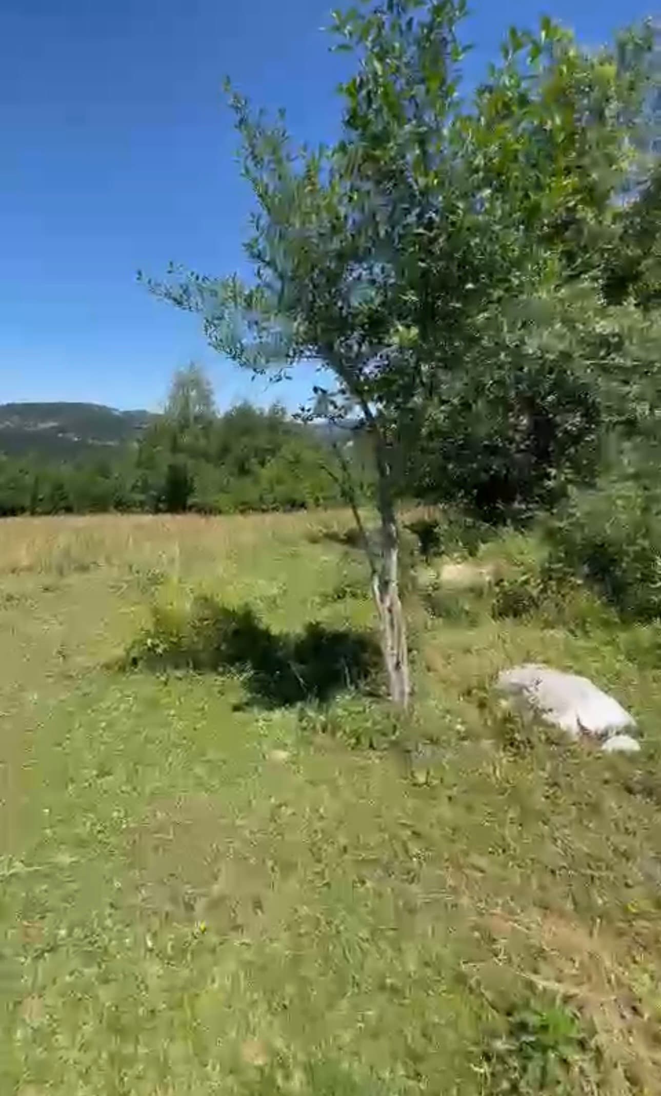 أرض للبيع فى الرميثيه منطقة اوليفو